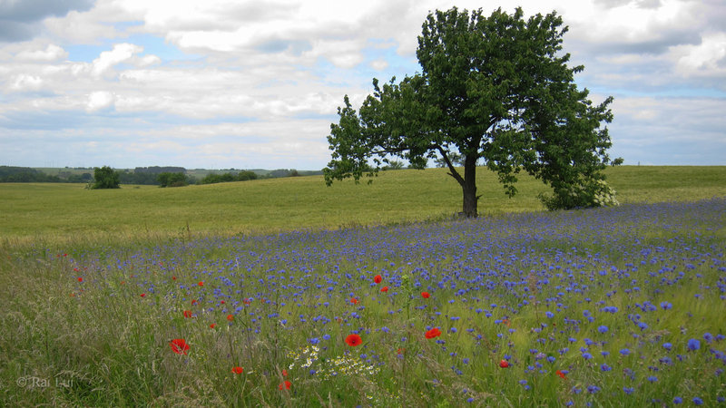 Kornblumenblau