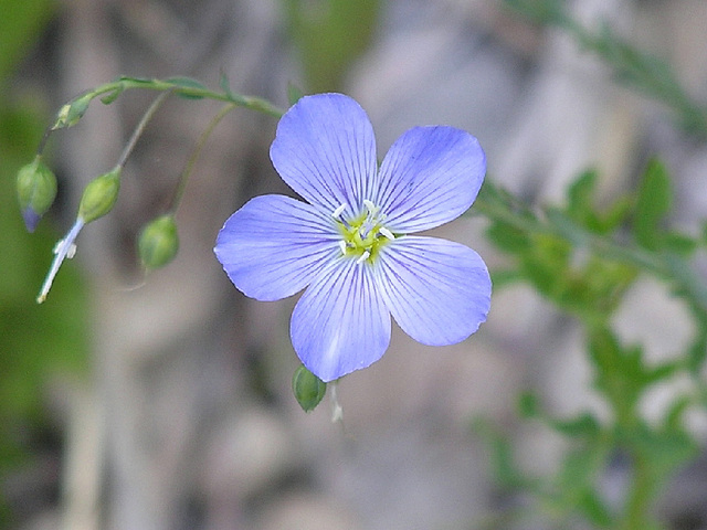 Flax