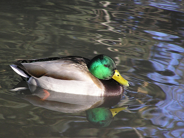 Reflected Mallard