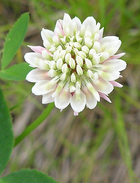 White Clover