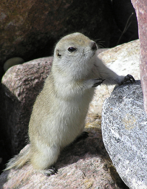 Richardson's Groundsquirrel