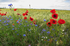 Blumen am Feldrand