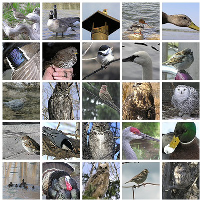 Birds of Alberta Set, page 5