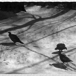 what goes on in the backyard