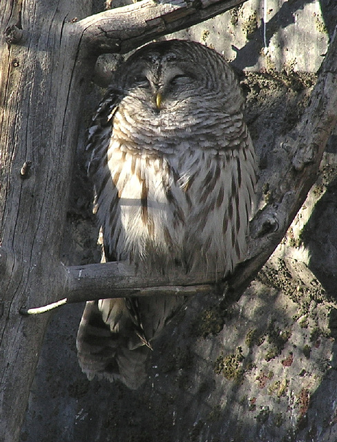 Barred Owl