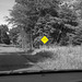 100_3823.jpg edited Selective Coloring Experiment 4.jpg