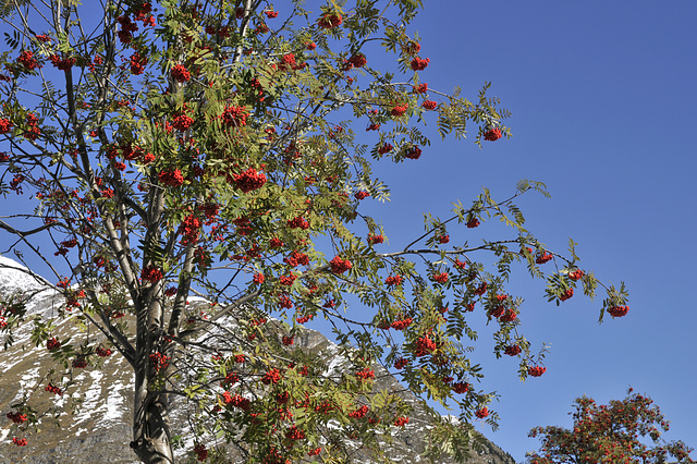 Sorbus spec. - 2013-10-18-_DSC9328 - Copy