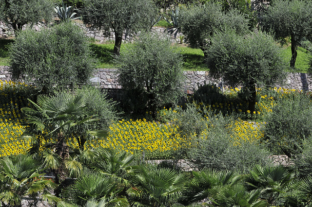 Botanischer Garten Trauttmansdorff in Meran -_DSC8232 - Copy