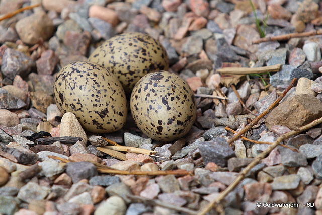 Camouflage in Nature: from six feet away you would not be able to see these at all.