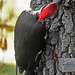 Pileated Woodpecker(m) outside my window ! 12-7-12