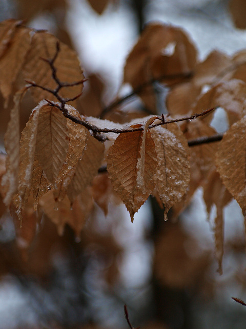 leaves