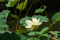 Lotos-Blume, -Frucht und -Blätter - 2013-08-27-_DSC7815