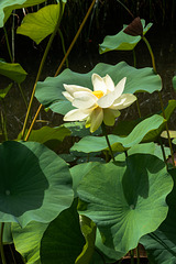 Lotos-Blume, -Frucht und -Blätter - 2013-08-27-_DSC7821