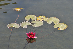 Nymphaea-Hybride, Seerose - 2013-08-31-_DSC8253 - Copy