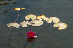 Nymphaea-Hybride, Seerose - 2013-08-31-_DSC8253