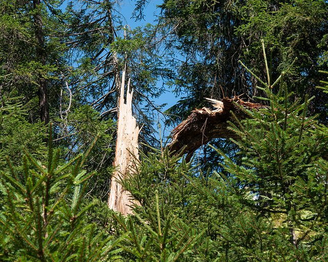 Äolisches Baumsterben, Weisstanne - 2013-08-16-_DSC7635