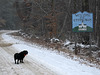 icy morning walk