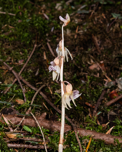 Epipogium, Widerbart - 2013-08-16-_DSC7673