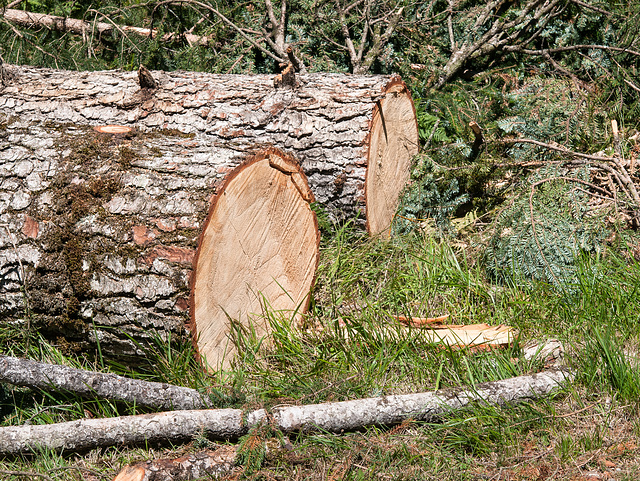 Äolisches Baumsterben, schöne Stämme von Weisstannen - 2013-08-16-_DSC7634