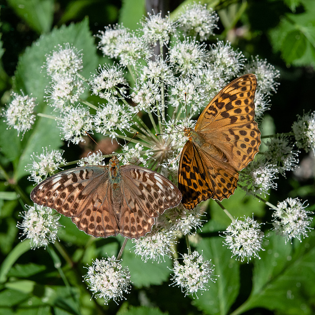 Kaisermantel-Weibchen, zweierlei Formen - 2013-08-16-_DSC7598