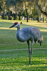 SANDHILL CRANE