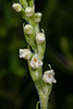 Goodyera, Moosorchis - 2013-08-16-_DSC7627