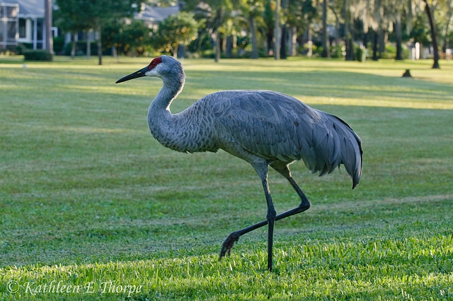 SANDHILL CRANE