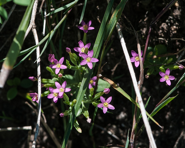 Centaurium pulchellum, Kleines Tausendgüldenkraut - 2013-08-01-_DSC6971