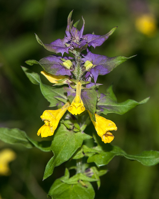 Melampyrum nemorosum, Hain-Wachtelweizen - 2013-08-01-_DSC6955