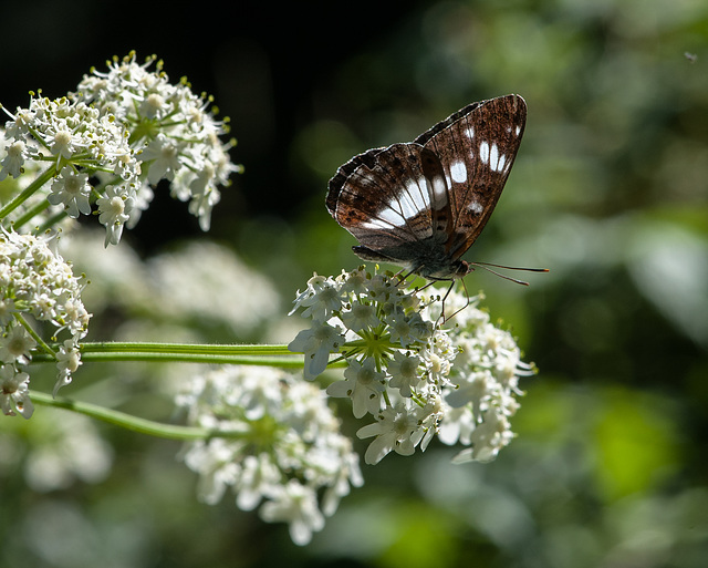 Limenitis camilla, Kleiner Eisvogel - 2013-08-01-_DSC6936