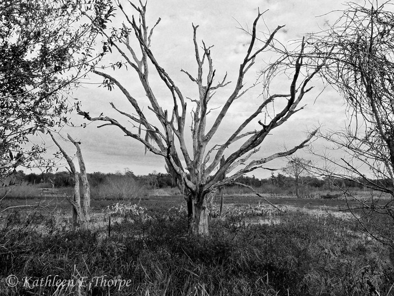 Winter in the Wetlands