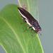 Agrilus hypoleucus, PL0544A