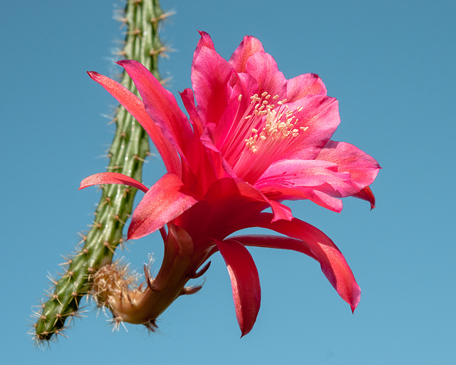 Disocactus-Epiphyllum-Hybride, Aporophyllum - 2013-06-17-_DSC5816