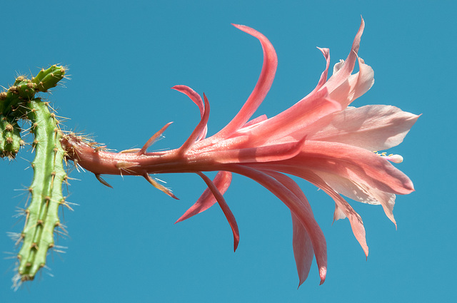 Disocactus-Epiphyllum-Hybride, Aporophyllum ,Dawn' - 2013-06-17-_DSC5798