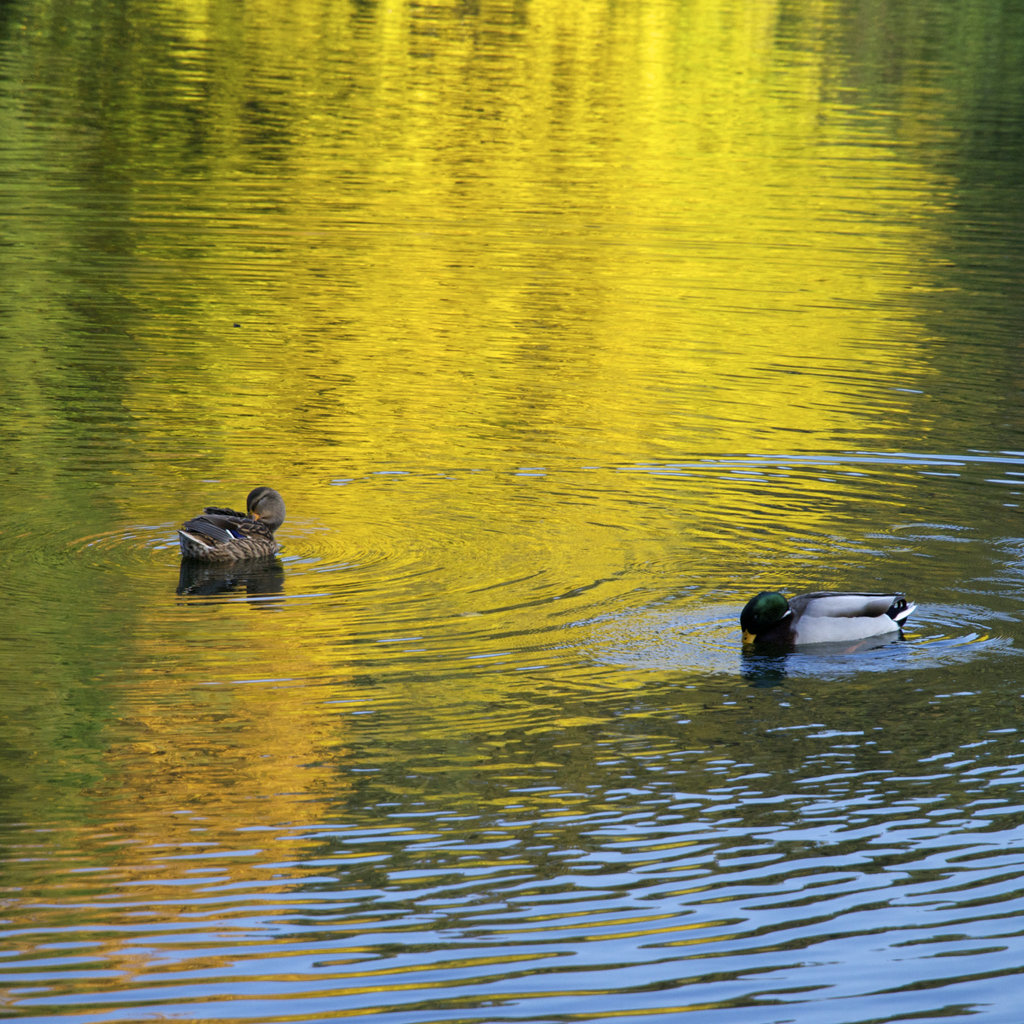 Wasserfarben