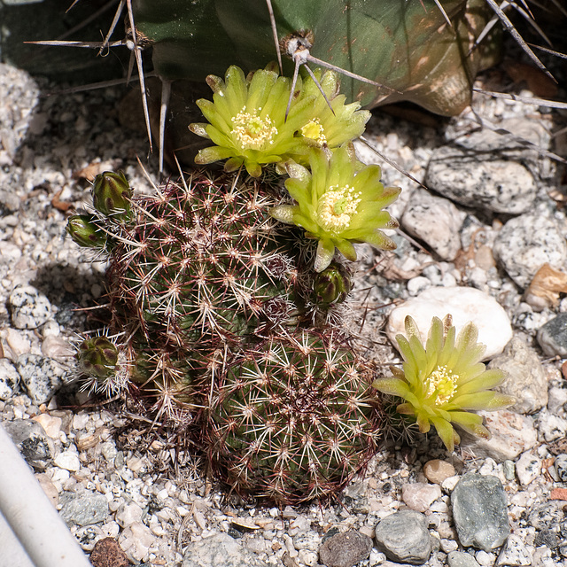 Echinocereus spec. - 2013-06-17-_DSC5781