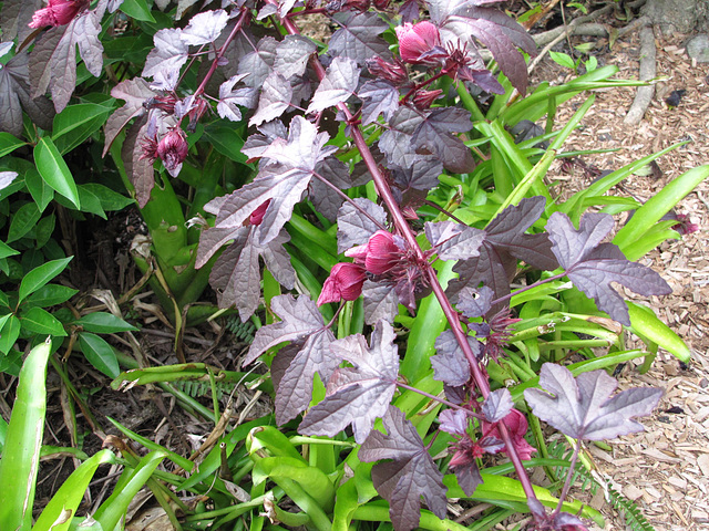 Hibiscus acetosella (Red Shield)