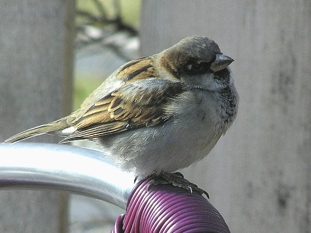 House Sparrow House Sparrow