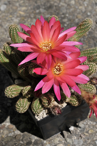 Chamaecereus-Hybride 'El Gigante' - 2013-05-08-_DSC5246 - Copy