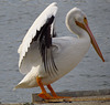 Pelican profile ..