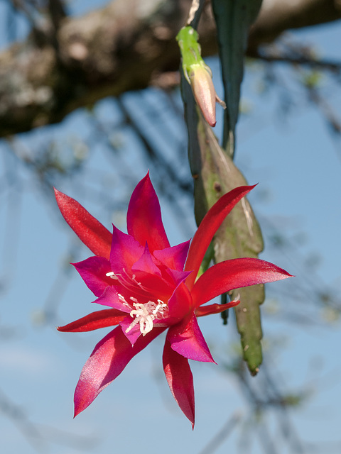 Disocactus-Epiphyllum-Hybride - 2013-04-18-_DSC4887