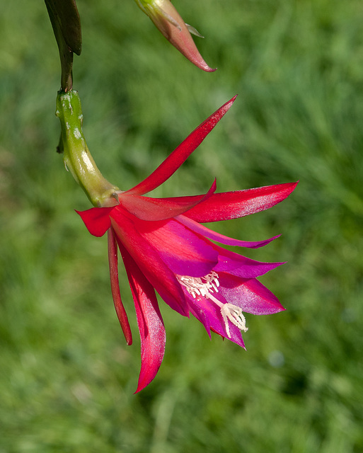 Disocactus-Epiphyllum-Hybride - 2013-04-18-_DSC4895