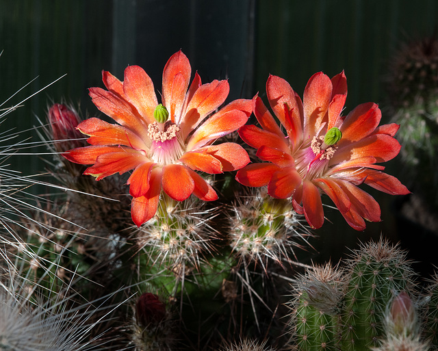 Echinocereus - 2013-04-15-_DSC4833