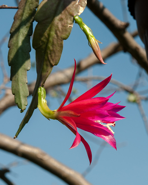 Disocactus-Epiphyllum-Hybride - 2013-04-18-_DSC4882