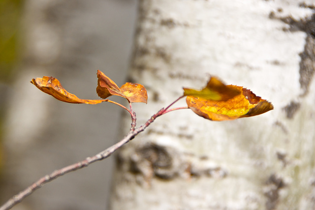 autumn leaves