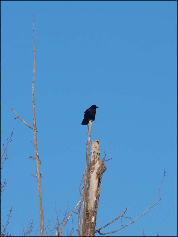 black on blue