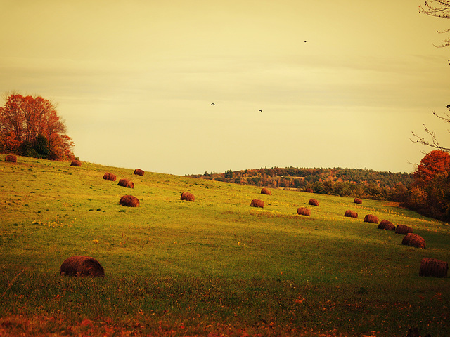 autumn fields