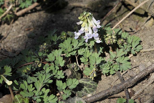 Corydalis solida - 2013-03-04-_DSC4546 - Copy