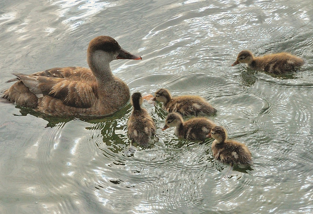 La petite famille nette rousse...