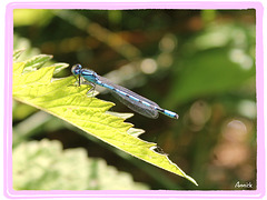 Agrion